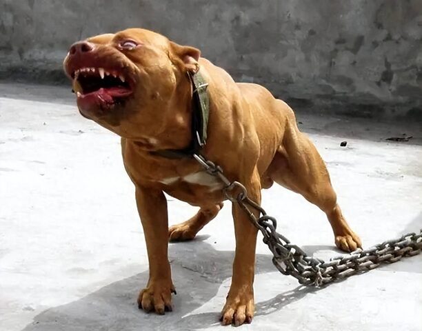 Chó Ngao Tây Tạng và Chó Pitbull: Phân Tích Sức Mạnh Thực Chiến