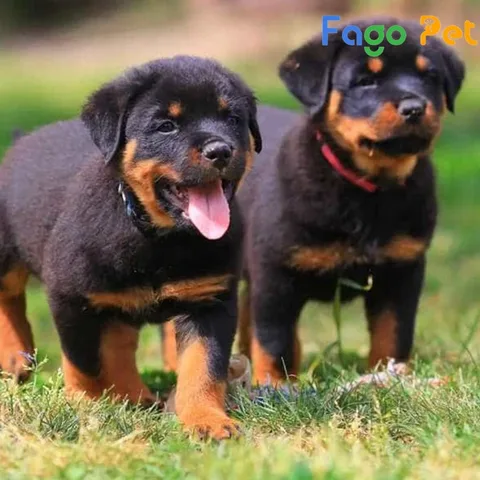 Chó Rottweiler con 2 tháng tuổi với bộ lông đen bóng và đốm nâu đặc trưng