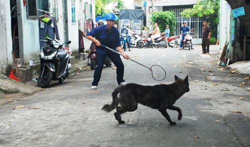 Quy Định Bắt Chó Thả Rông Mới Nhất: Chủ Nuôi Cần Biết Gì?