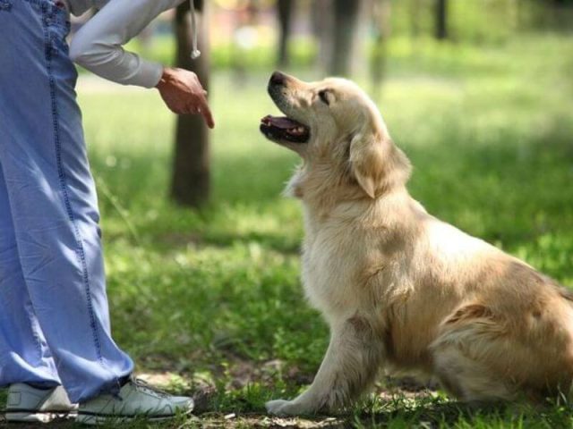 Trung Tâm Huấn Luyện Chó Cảnh: Hướng Dẫn Toàn Diện