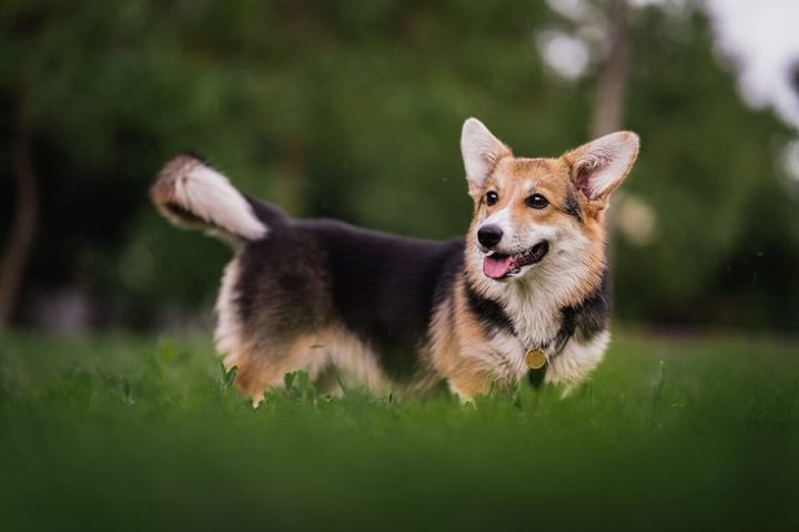 Hội Chó Cảnh Đà Nẵng: Cộng Đồng và Cách Chăm Sóc Corgi Toàn Diện
