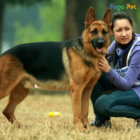 Lợi ích của đồ chơi thông minh cho chó Đồ chơi thông minh cho chó