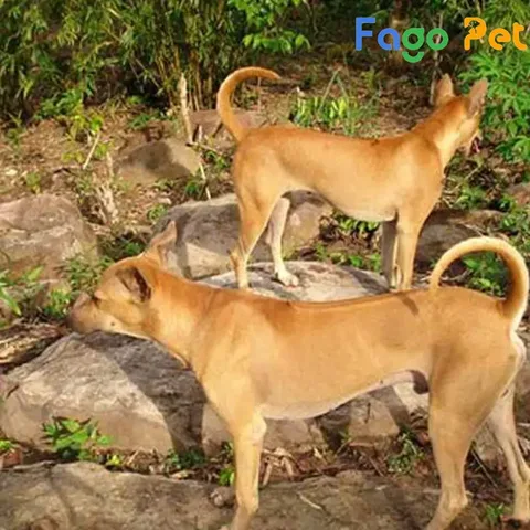 Một chú chó Phú Quốc vàng lửa đang chạy trên bãi biển, thể hiện sự năng động và khả năng thích nghi tốt