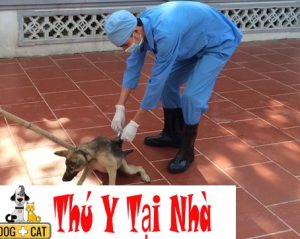 Một chú chó đang được tiêm phòng dại định kỳ tại nhà để bảo vệ khỏi bệnh nguy hiểm