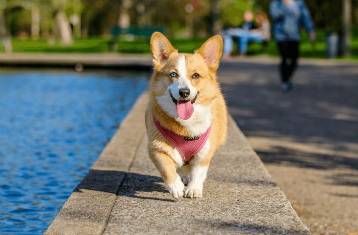 Miêu Tả Về Con Chó: Đặc Điểm & Tính Cách Chi Tiết