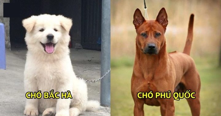 Hai trong số các giống chó trên thế giới thuần chủng nổi bật ở Việt Nam: Phú Quốc và Bắc Hà
