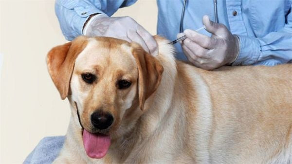 Bệnh Dại Ở Chó Mèo: Triệu Chứng, Đường Lây Và Cách Phòng Ngừa