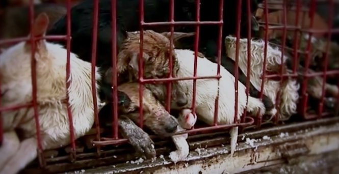 Thông điệp bảo vệ chó: Kêu gọi hành động và thay đổi nhận thức