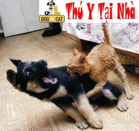 Cách Xử Lý Khi Bị Chó Mèo Cắn: Hướng Dẫn Chi Tiết & Phòng Tránh Bệnh Dại