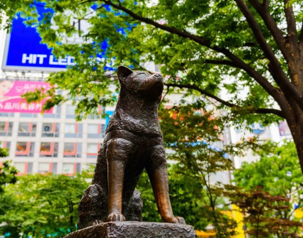 Hachiko chú chó chờ đợi: Biểu tượng vĩnh cửu của lòng trung thành bất diệt