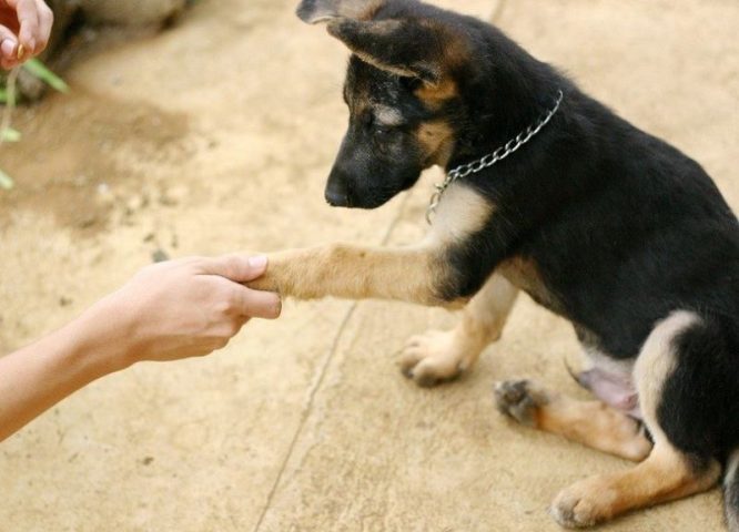 Cách Dạy Chó Bắt Tay Hiệu Quả: Hướng Dẫn Chi Tiết Từ A-Z