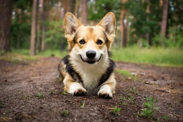 Corgi lai Husky, một sự kết hợp ngạc nhiên về ngoại hình