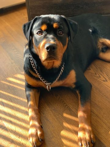 Chó Rottweiler 6 Tháng Tuổi: Hướng Dẫn Chăm Sóc & Huấn Luyện Toàn Diện