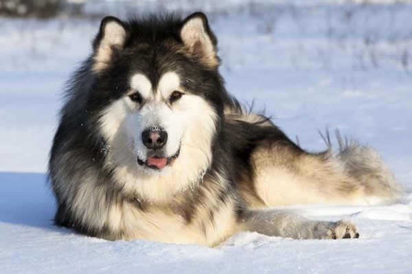 Khám phá Hình Ảnh Chó Alaska: Tuyệt Tác Vẻ Đẹp Bắc Cực