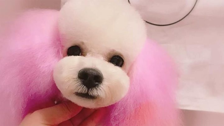 Chuyên gia đang nhuộm lông một phần tai cho chó bằng thuốc nhuộm an toàn cho thú cưng