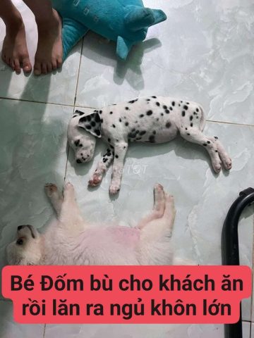 Nơi Bán Chó Uy Tín: Hướng Dẫn Chi Tiết Từ A Đến Z