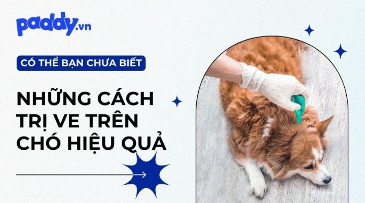 Thuốc Uống Trị Ve Chó: Hướng Dẫn Chi Tiết Từ A Đến Z