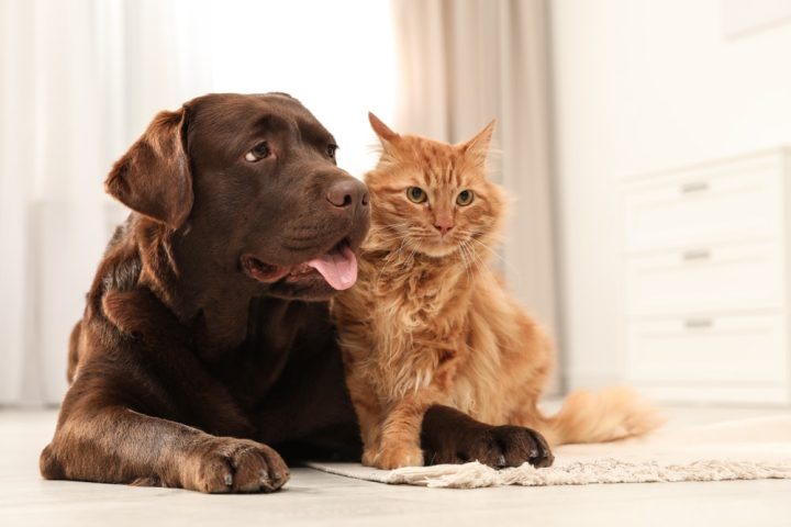 Một con chó và một con mèo nằm thư thái trên sàn nhà, thể hiện sự thoải mái khi sống chung