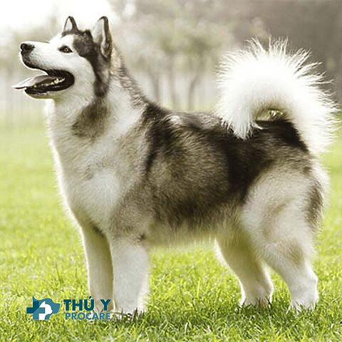 chó Alaska, các giống chó đẹp ở việt nam