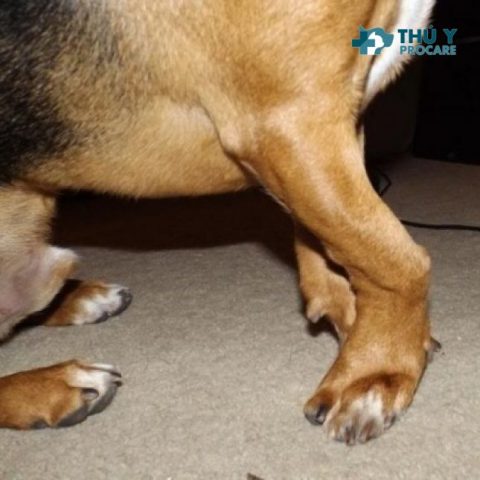 Biểu hiện chó thiếu canxi và cách phòng tránh hiệu quả