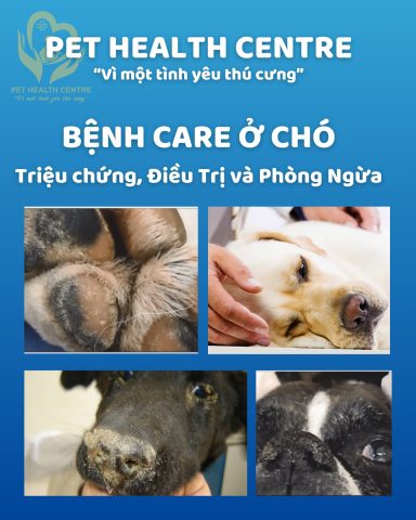 Các Loại Bệnh Ở Chó Phổ Biến và Cách Chăm Sóc Đúng Chuẩn