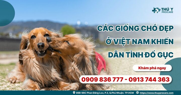 các giống chó đẹp ở việt nam