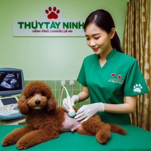 Hướng Dẫn Chi Tiết Cách Truyền Dịch Cho Chó An Toàn Tại Nhà