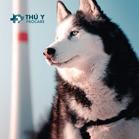 chó Husky, các giống chó đẹp ở việt nam