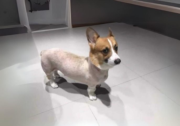 Có Nên Cạo Lông Chó Corgi: Hướng Dẫn Chăm Sóc Toàn Diện