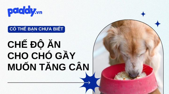 Chế độ ăn cho chó: Bí quyết dinh dưỡng khoa học giúp cún cưng phát triển tối ưu