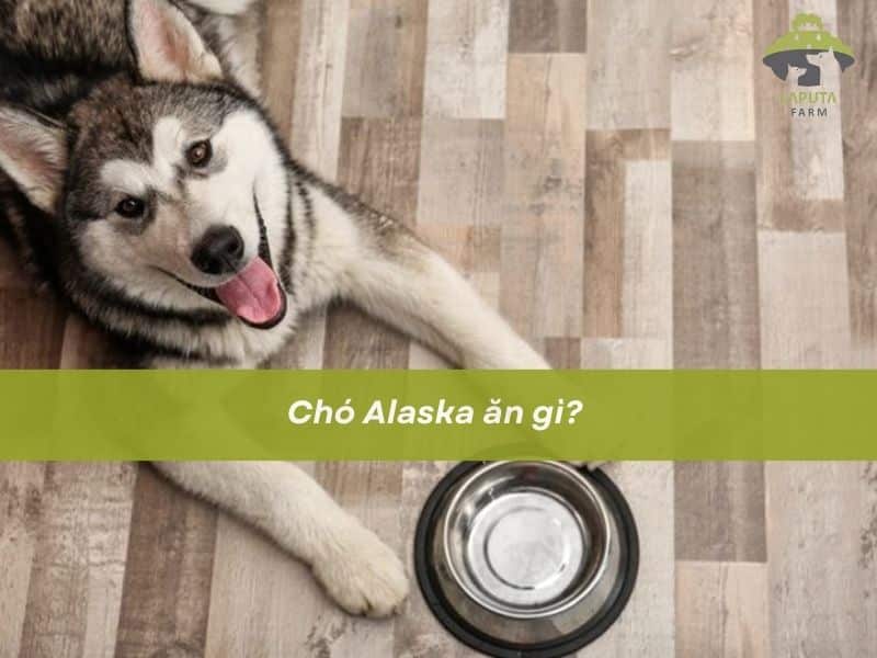 Khẩu Phần Ăn Cho Chó Con: Hướng Dẫn Chi Tiết Từ A-Z - image 2