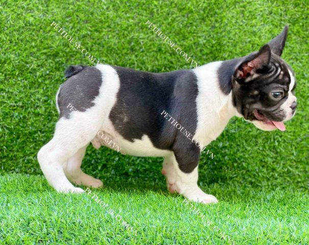 Chó Bull Pháp Bò Sữa: Đặc Điểm, Cách Chăm Sóc & Lưu Ý Quan Trọng