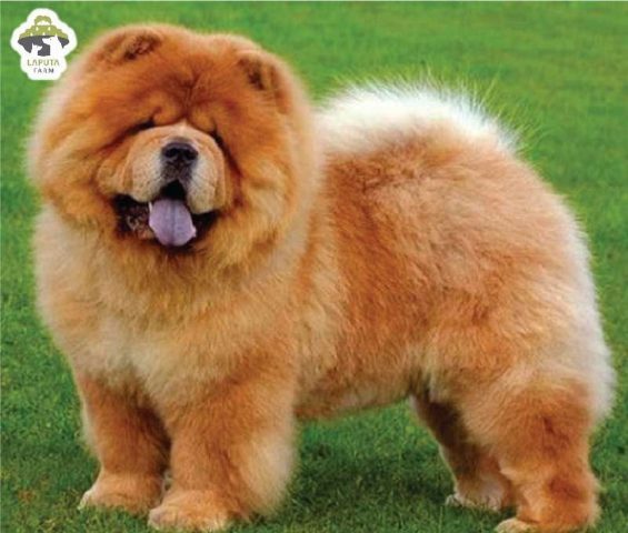 Giống Chó Gấu Chow Chow: Toàn Tập Đặc Điểm, Cách Chăm Sóc Và Giá