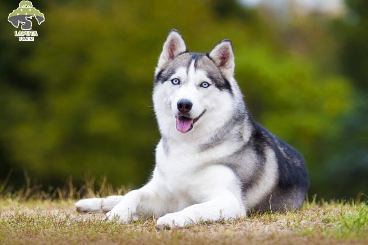 Chó Con Husky Giá Rẻ: Hướng Dẫn Mua Chi Tiết và An Toàn