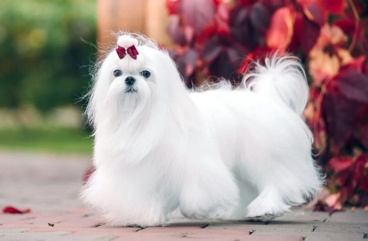 Chó Maltese Giá Bao Nhiêu? Cập Nhật Mới Nhất