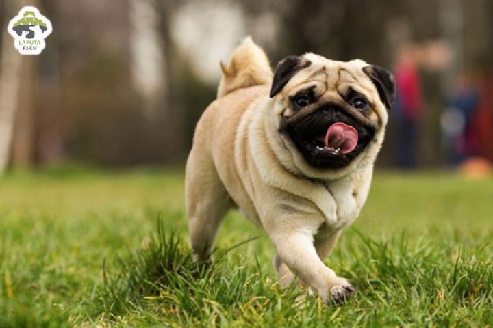 Chó Pug Giá Rẻ Hà Nội: Cẩm Nang Mua Bán Toàn Diện