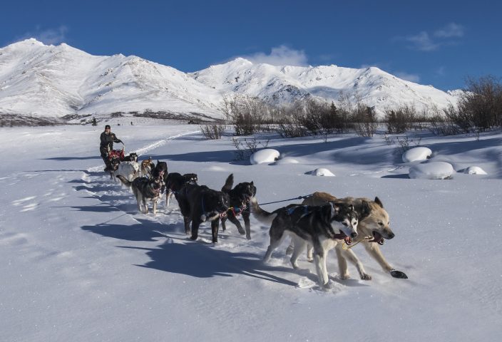 Chó Kéo Xe Trượt Tuyết: Cuộc Đua Iditarod và Giống Chó Tuyệt Vời