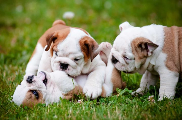 Bán Chó Bulldog Giá Rẻ: Hướng Dẫn Chi Tiết Từ A Đến Z