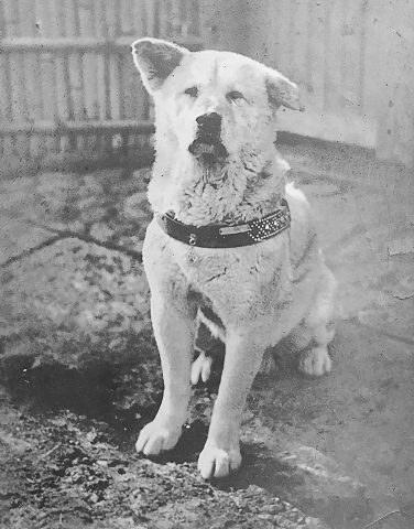 Lòng Trung Thành Của Chó: Câu Chuyện Hachiko Huyền Thoại Và Sức Mạnh Tình Yêu Vô Điều Kiện