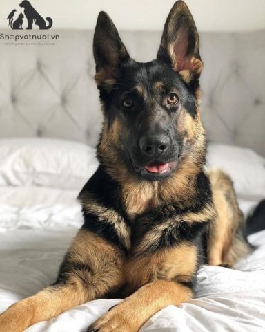 Chó Becgie German Shepherd Dog: Toàn Tập Lịch Sử và Đặc Điểm