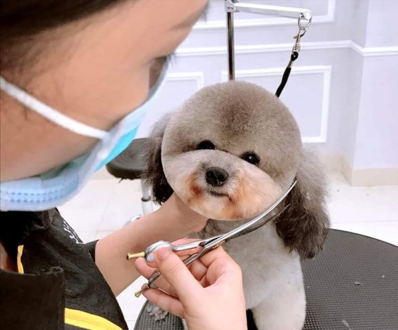 Nghề Cắt Tỉa Lông Chó: Khám Phá Từ A Đến Z
