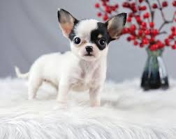 Chó Chihuahua có tuổi thọ cao nhất với vẻ ngoài nhỏ nhắn