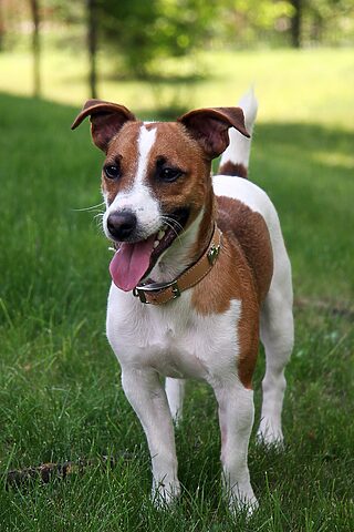 Chó Jack Russell Terrier năng động, một trong những giống chó có tuổi thọ cao nhất