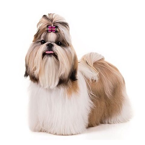 Chó Shih Tzu, giống chó có tuổi thọ cao nhất với bộ lông dài mượt
