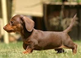 Chó Dachshund hay lạp xưởng, một trong những giống chó có tuổi thọ cao nhất