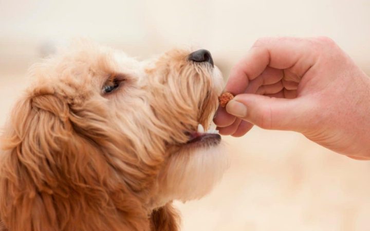 Dạy Chó Không Ăn Bậy: Hướng Dẫn Huấn Luyện Chi Tiết