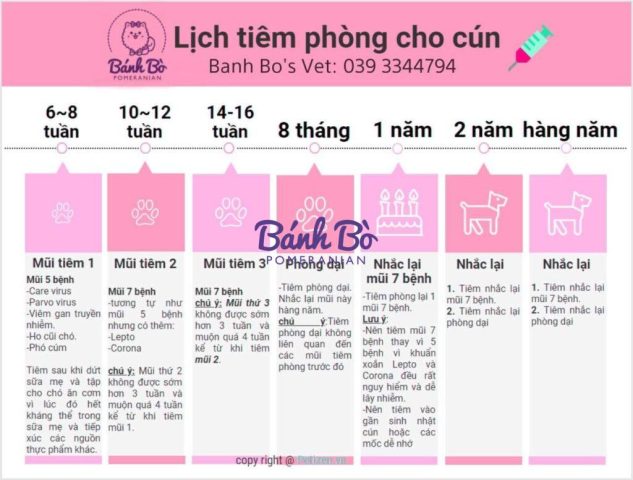 Tiêm Phòng Cho Chó Phốc Sóc: Lịch Trình & Lưu Ý Quan Trọng