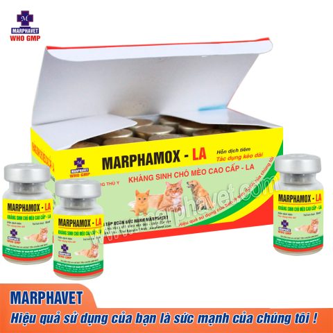 Kháng sinh Đặc Trị Chó Mèo: Hướng Dẫn Chi Tiết A-Z Cho Chủ Nuôi Thông Thái