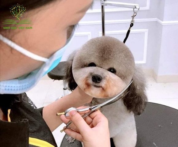 Kéo Cong Cắt Lông Chó Chuyên Nghiệp: Hướng Dẫn Toàn Diện