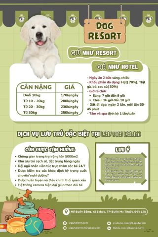 Dịch vụ giữ chó mèo: Hướng dẫn chọn lựa và trải nghiệm tối ưu